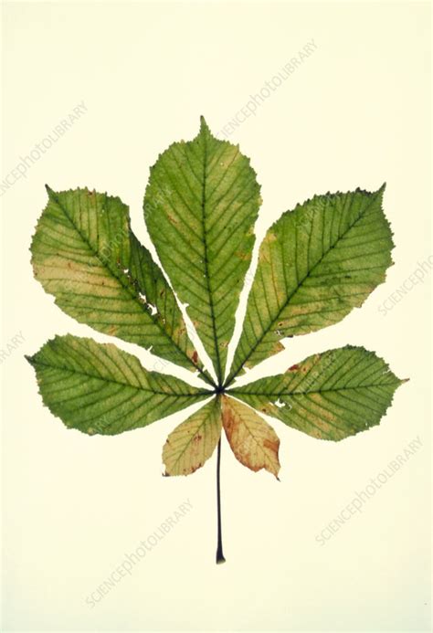 Horse Chestnut leaf in autumn colour - Stock Image - B740/0177 - Science Photo Library