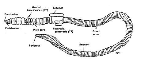 Earthworm [Part 1] ~ Pass. Science. Solutions.