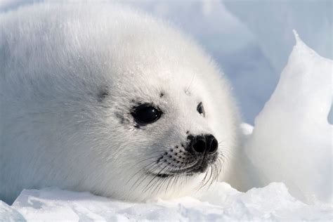 Baby-Harp-Seal-Pup-Closeup-Face | Arctic Kingdom