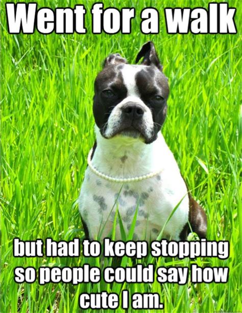 first world dog problems meme (19) - Dump A Day