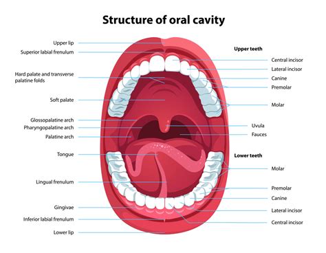 Mouth Parts Diagram