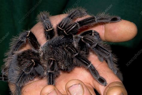 Bird-eating spider - Stock Image - C025/9819 - Science Photo Library