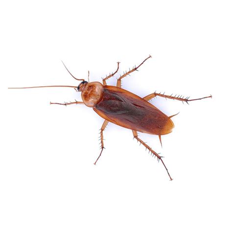 American Cockroach Identification, & Behavior | Florida Pest Control