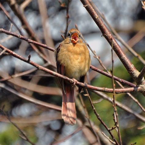 singing female Cardinal (photo by Christy Rhoads) | Female cardinal ...