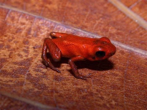 Une grenouille venimeuse découverte au Panama