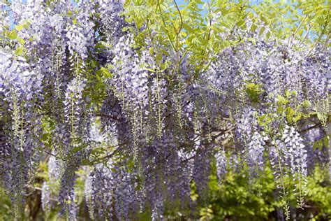 Japanese Wisteria: Care & Growing Guide