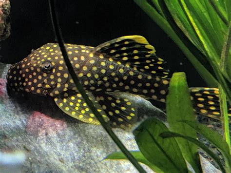 A rare glimpse of my gold nugget pleco : Aquariums