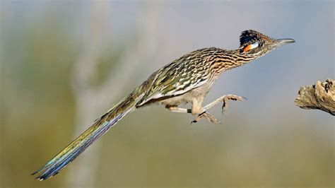 roadrunner habitat and food - Google Search | Habitats, Animals, Birds