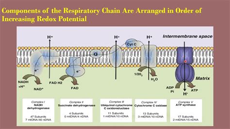 Second semester/ Biochemistry/ third year students/ lecture 2/ The Respiratory Chain - YouTube