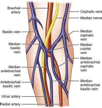 23: Anatomy for Venipuncture | Pocket Dentistry