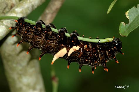 Southern Birdwing Butterfly Caterpillar : 7 Common Birdwing Caterpillar ...