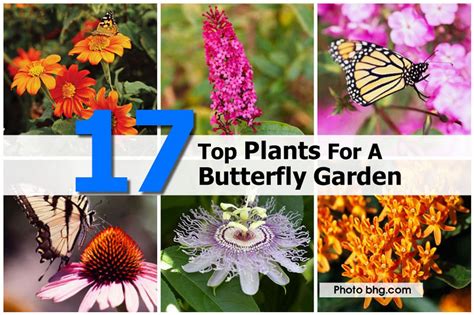 17 Top Plants For A Butterfly Garden