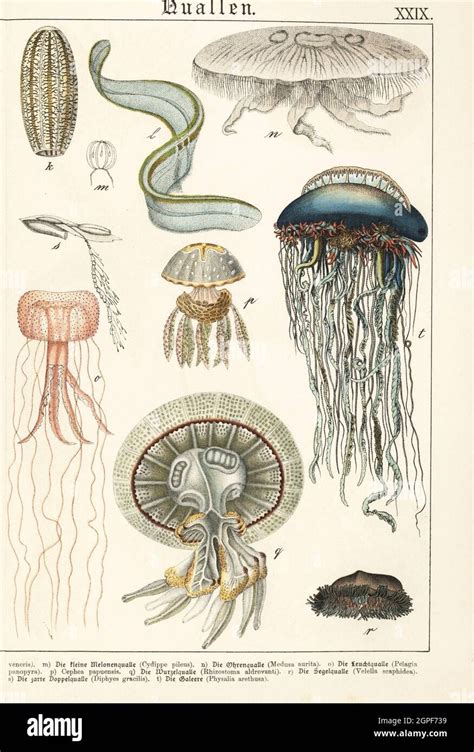 Comb jelly, Pleurobrachia pileus m, moon jelly, Aurelia aurita n ...