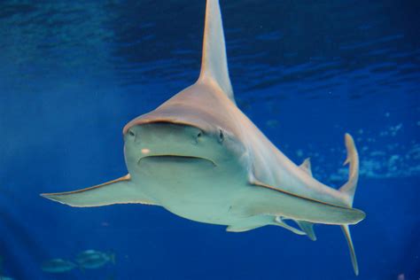 Sea Wonder: Bull Shark | National Marine Sanctuary Foundation