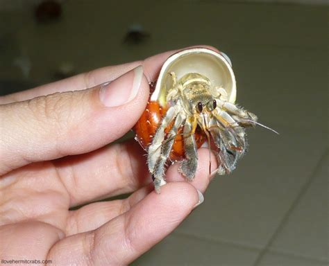 Hermit Crab Molting