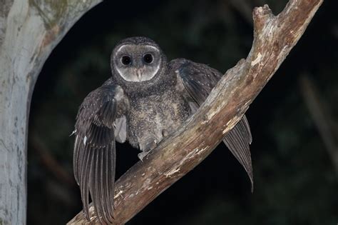 Pin på Australian Birds