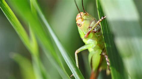 Pests that can harm your lawn