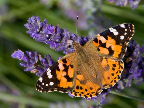 Painted Lady | Butterfly Conservation