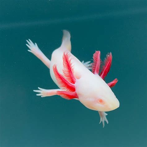 Albino Axolotl | Axolotls For Sale | Axolotl Planet