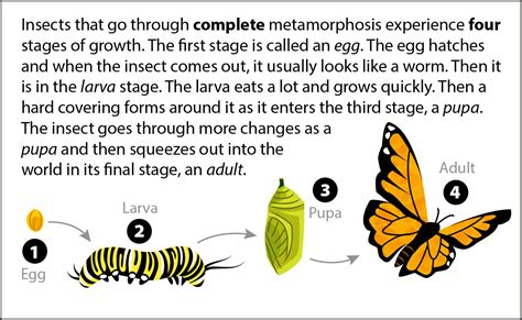 Metamorphosis Bits | ASU - Ask A Biologist