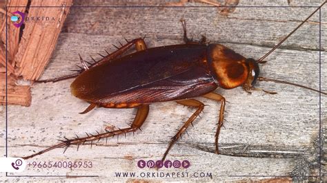 oriental roach life cycle - Imposing Logbook Lightbox