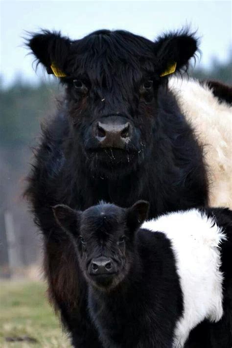 Awww! Adorable!!!! Dutch Belted cattle. Their milk fat is actually more ...