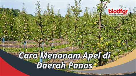 Cara Menanam Apel di Daerah Panas - Biotifor