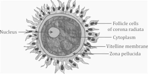 Draw a labeled diagram of a human ovum just released by the mature ...