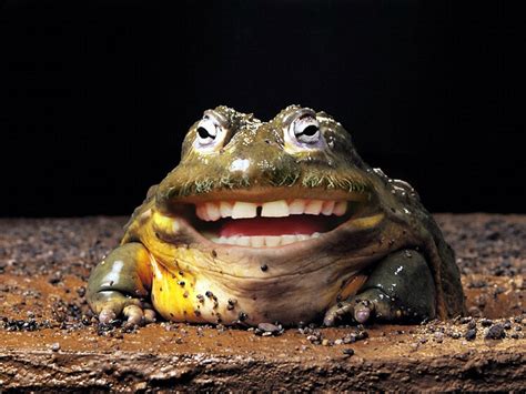 Laughing Frog | Flickr - Photo Sharing!