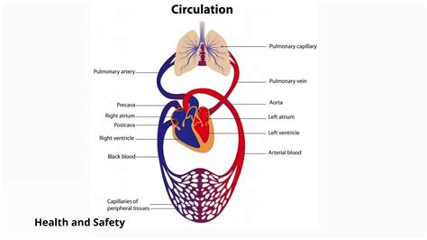 The Respiratory System of Human Body