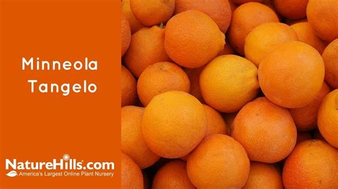 Minneola Tangelo | Naturehills.com - YouTube