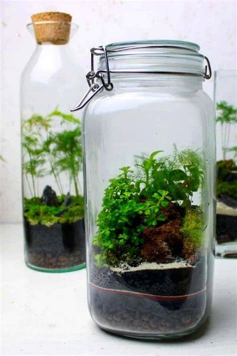 How to Make a Closed Terrarium (The Complete DIY Guide)