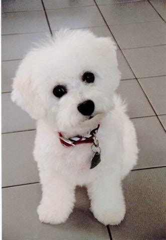 Cute puppy and dog: Cute Bichon Frise-so fluffy