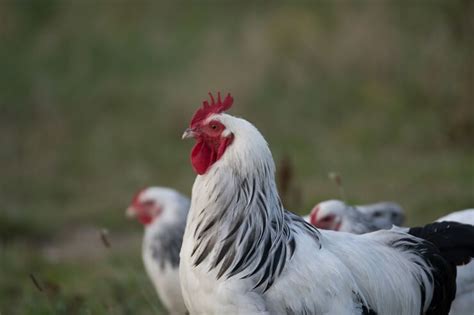 Delaware Chicken: Care, Egg Laying and Pictures - The Happy Chicken Coop