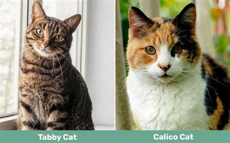 Tabby vs. Calico Cats: What’s the Difference? (With Pictures) - Catster