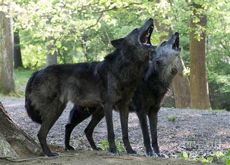 Gray Wolves Howling Photograph by Louise Murray | Fine Art America