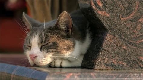 Melatonin for Cats Dosage, Safety Concerns, and Benefits