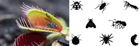 Can You Overfeed a Venus Flytrap? - Carnivorous Plants Guide