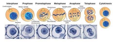 Mitosis Stages Under Microscope