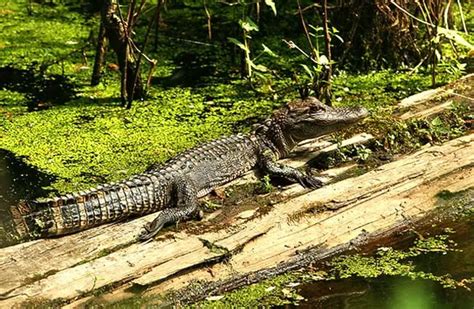 Alligator - Description, Habitat, Image, Diet, and Interesting Facts