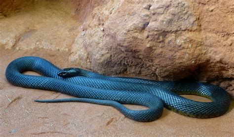 The inland taipan is considered the most venomous snake in the world ...