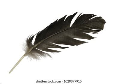 Crow Feathers Drawing