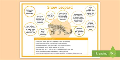 Adaptations of a Snow Leopard Poster - Snow Leopard Habitat