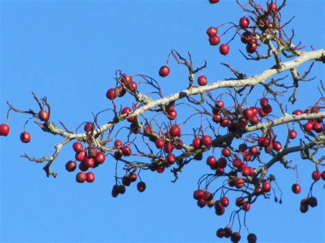 Hawthorne Berries this Autumn - original photo by Sandie Craig Hawthorn Berry, Hawthorne, Craig ...