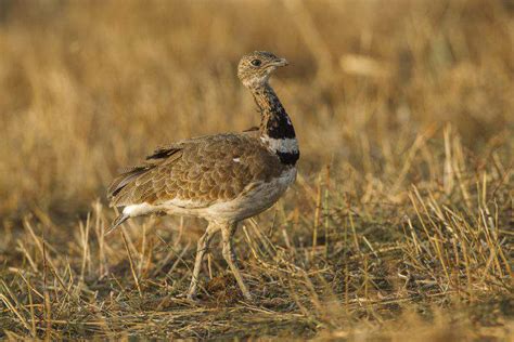 14 Hungarian wild animals that are worth the most - Daily News Hungary