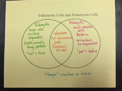 Eukaryotic And Prokaryotic Cells Venn Diagram