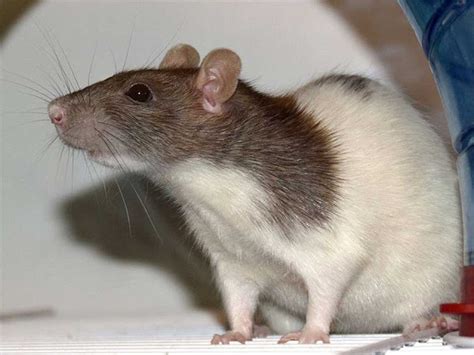 Fancy Rat | Intelligent, Loyal and Easily Trainable Pet Rat