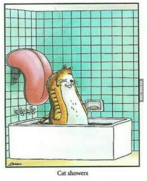 Cat shower. - 9GAG