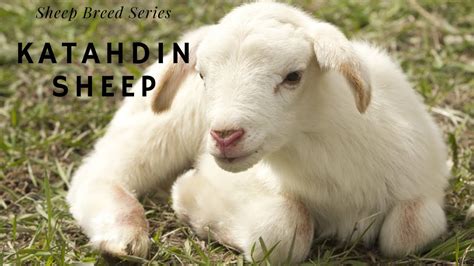 Sheep Breed Series: Katahdin Sheep - YouTube