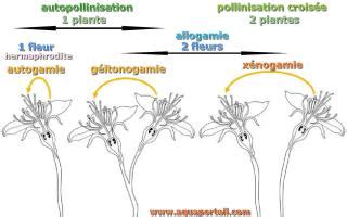 Autogamie : définition et explications - AquaPortail